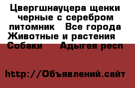 Цвергшнауцера щенки черные с серебром питомник - Все города Животные и растения » Собаки   . Адыгея респ.